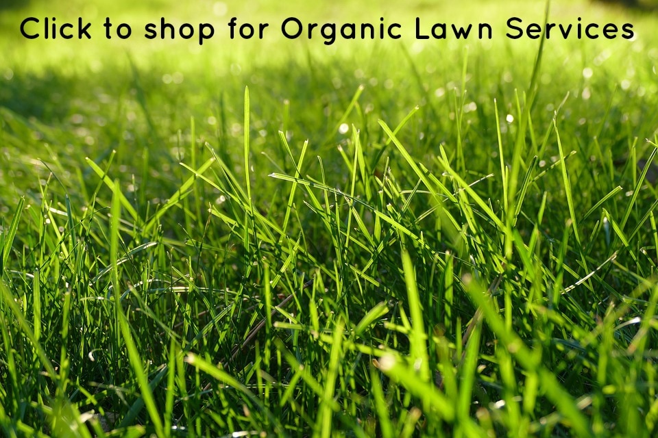 Shop for organic lawn services